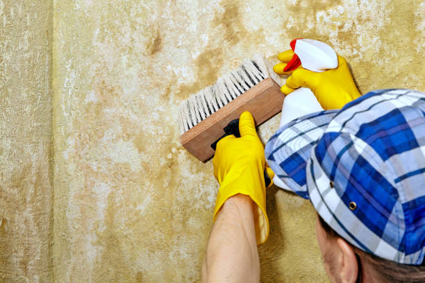 Best Asbestos and Lead Testing During Mold Inspection  in USA